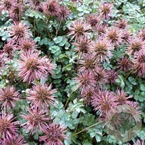 Acaena microphylla 'Dichte Matte' GM P9