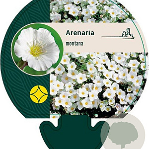 Arenaria montana GM P9