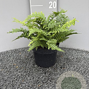 Dryopteris af. 'Crispa' GM 2,0L