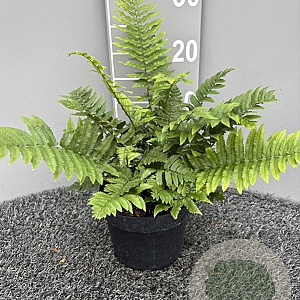 Dryopteris cycadina GM 2,0L