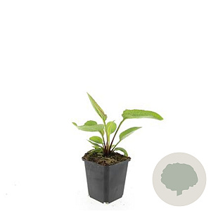 Echinacea p. 'Magnus' GM P9