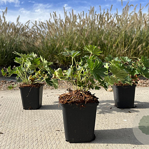Geranium 'Tiny Monster' GM P9