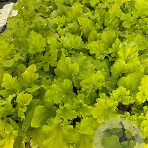 Heuchera 'Lime Marmalade' GM 2,0L