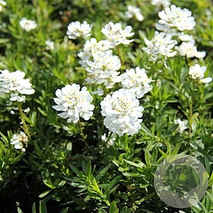 Iberis semp. 'Appen-Etz' GM P9