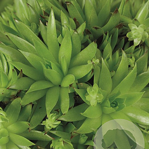 Jovibarba sob. 'Green Globe' GM P9