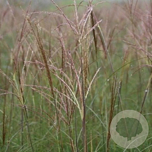 Miscanthus sin. 'Adagio' GM P9