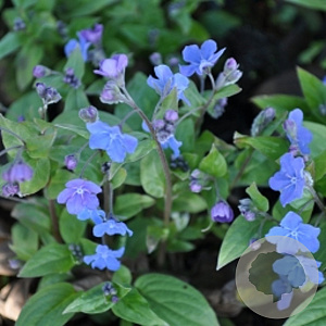 Omphalodes capp. 'Cherry Ingram' GM P9