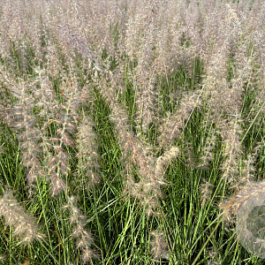 Pennisetum orientale GM P9