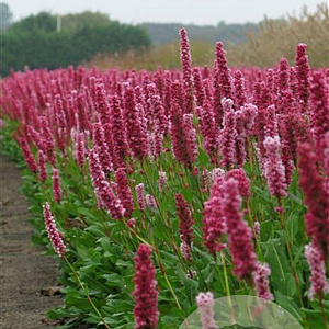 Persicaria aff. 'Kabouter' GM P9