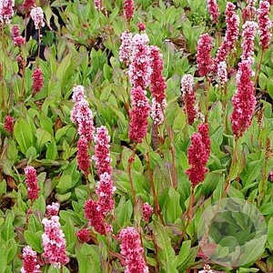 Persicaria aff. 'Kabouter' GM P9