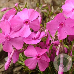 Phlox (S) 'MacDaniel's Cushion' GM P9