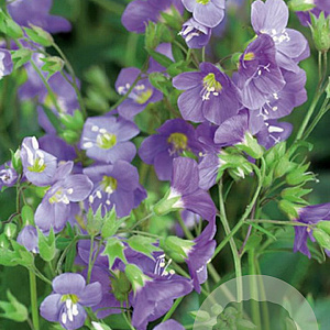 Polemonium caer. 'Lambrook Mauve' GM P9