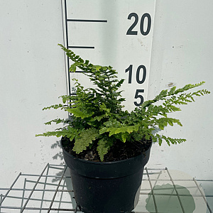 Polystichum set. 'Dahlem' GM 2,0L