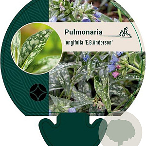 Pulmonaria long. 'E.B. Anderson' GM P9