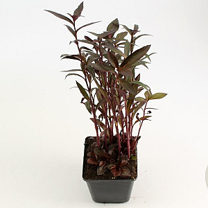 Lobelia 'Queen Victoria' GM P9