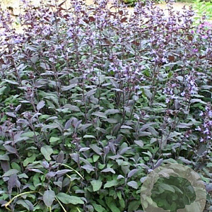 Salvia off. 'Purpurascens' GM P9