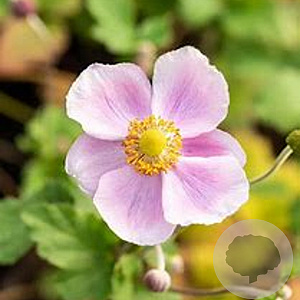 Anemone h. 'Little Princess' GM P9
