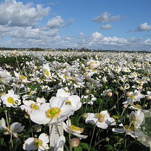 Anemone hyb. 'Honorine Jobert' GM P9