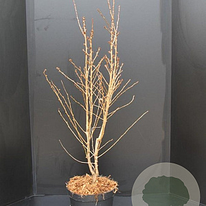 Prunus nipponica 'Brillant' 80-100 cm 10L