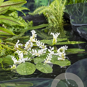 Aponogeton distachyos GM P9