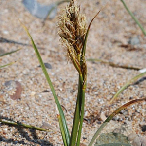 Carex arenaria GM P9