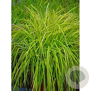 Carex riparia 'Golden Bowl' GM M19