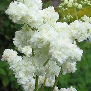 Filipendula ulmaria 'Plena' GM M23