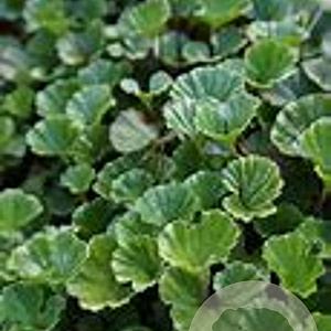 Gunnera magellanica GM P9