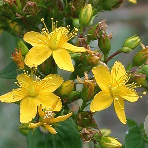 Hypericum tetrapterum GM P9