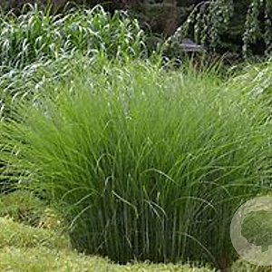 Miscanthus 'Gracilimus' GM P9