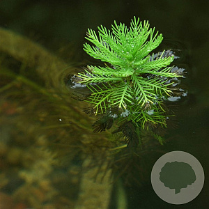 Myriophyllum aquaticum GM P9