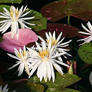 Nymphaea 'Arc-en-ciel' 80 cm plantdiepte M19