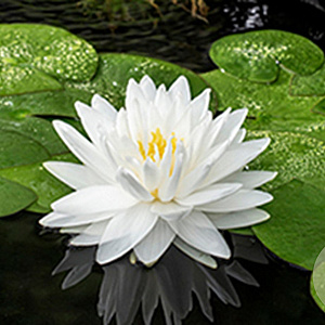 Nymphaea 'Gonnère' 100 cm plantdiepte M28