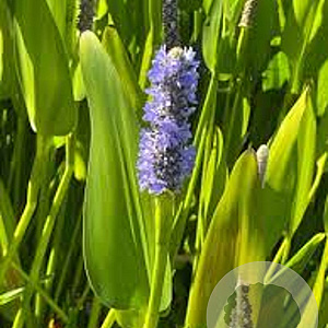 Pontederia lanceolata GM P9