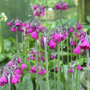Primula secundiflora GM P9