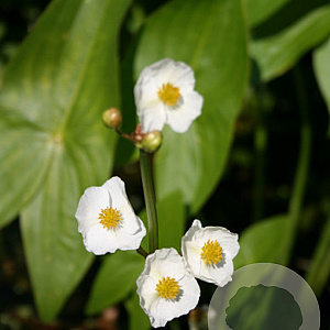 Sagittaria sagittifolia GM P9