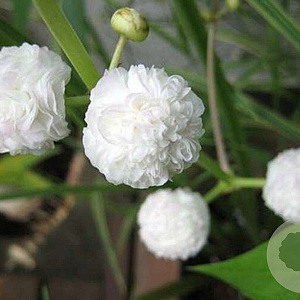 Sagittaria sagittifolia 'Flore Pleno' GM P9