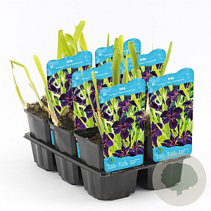 Iris (L) 'Black Gamecock' GM M23