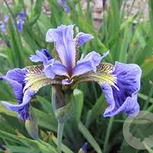 Iris setosa GM P9