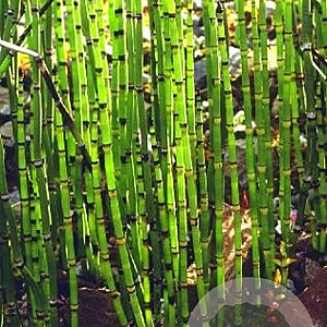 Equisitum japonicum 'Heyemale' GM M23