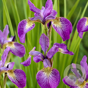 Iris sibirica 'Sparkling Rose' GM P9