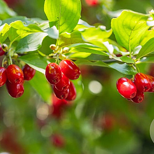 Cornus mas 'Schumener' GM C3
