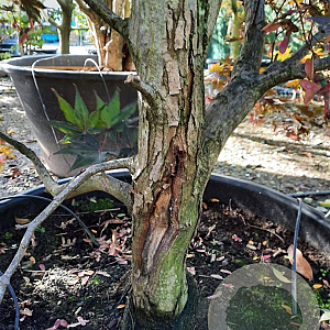 Acer pal. 'Fireglow' 200-250 cm container meerstammig