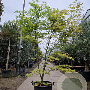 Acer pal. 'Kogane-nishiki' 175-200 cm cont. 65L