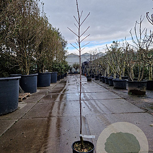 Diospyros kaki 'Tipo' 100 cm stam 10L