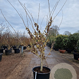Hamamelis int. 'Pallida' 175-200 cm container meerstammig