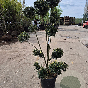 Ilex crenata 'Kimmei' 120-140 cm container paraplu
