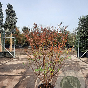 Lagerstroemia i. 'Rosea Nova' 175-200 cm 40L meerstammig