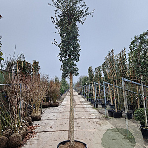 Quercus suber 180 cm stam container 20-25