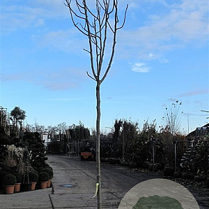 Ficus carica 200 cm stam container 18-20 leiboom
